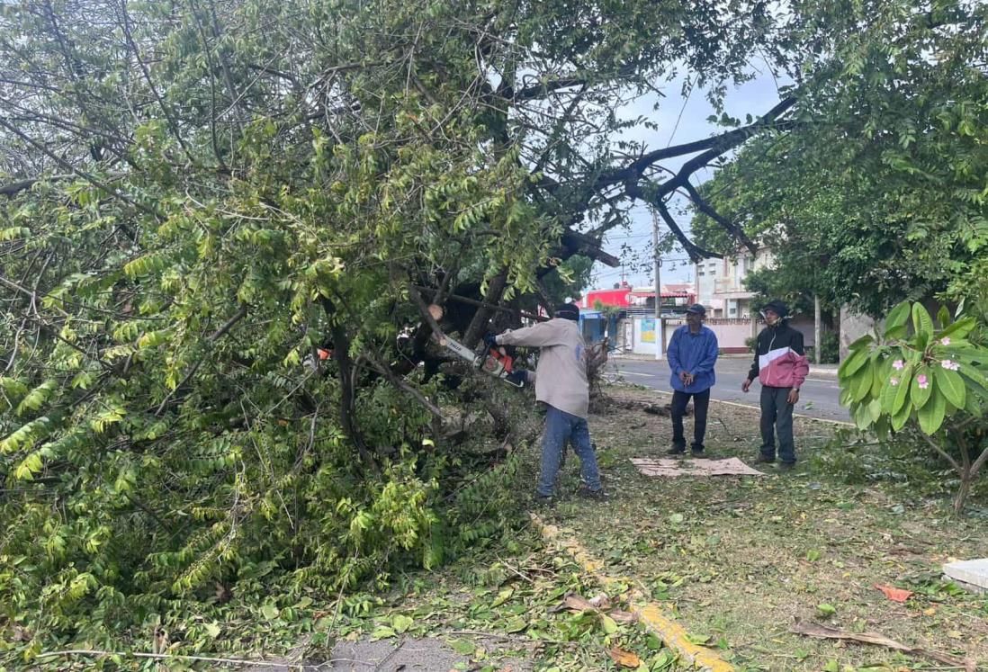 Norte derriba tres árboles en el fraccionamiento Reforma en Veracruz y paraliza el tráfico