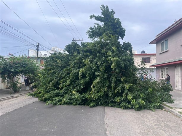 Norte derriba tres árboles en el fraccionamiento Reforma en Veracruz y paraliza el tráfico