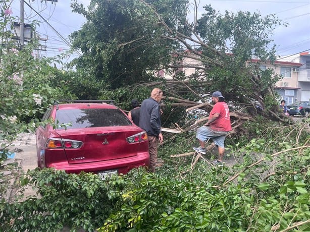 Norte derriba tres árboles en el fraccionamiento Reforma en Veracruz y paraliza el tráfico