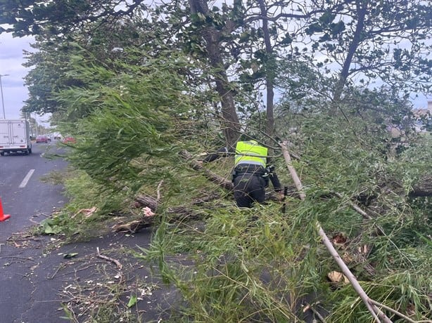 Caída de pino daña parabrisas de auto en la carretera Veracruz- Xalapa