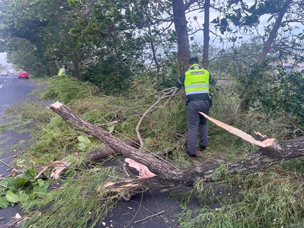 Caída de pino daña parabrisas de auto en la carretera Veracruz- Xalapa