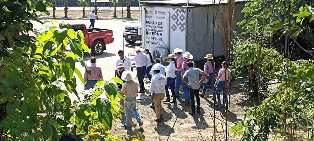 Anuncian acciones contra el Gusano Barrenador del Ganado en el sur de Veracruz