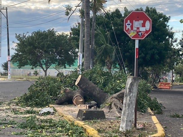 ¿De quién es la culpa si el árbol de tu cuadra cae sobre tu casa por el norte en Veracruz?