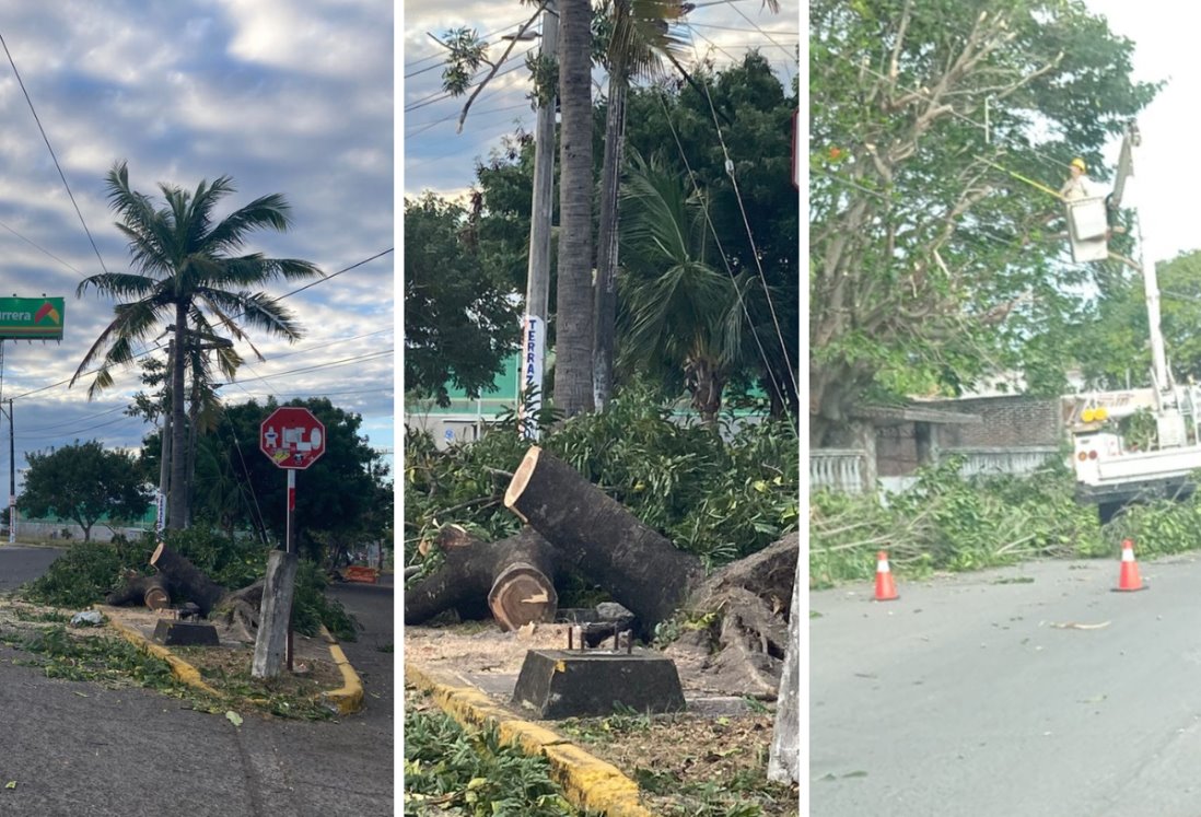 ¿De quién es la culpa si el árbol de tu cuadra cae sobre tu casa por el norte en Veracruz?