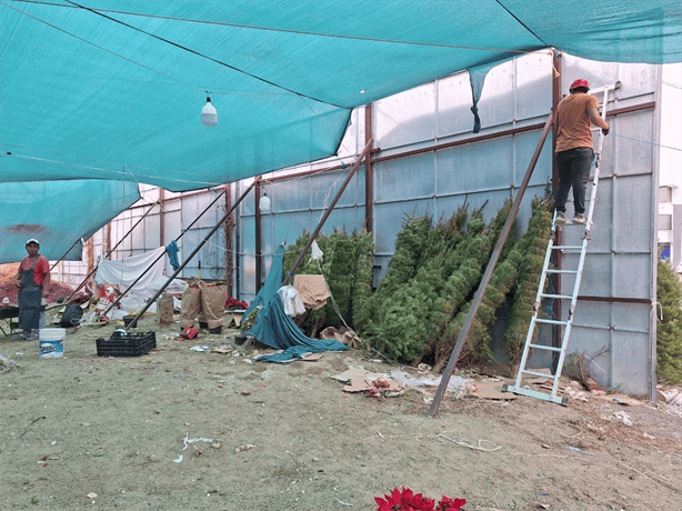 Norte en Veracruz destruyó 30 pinos de Navidad, lamenta comerciante