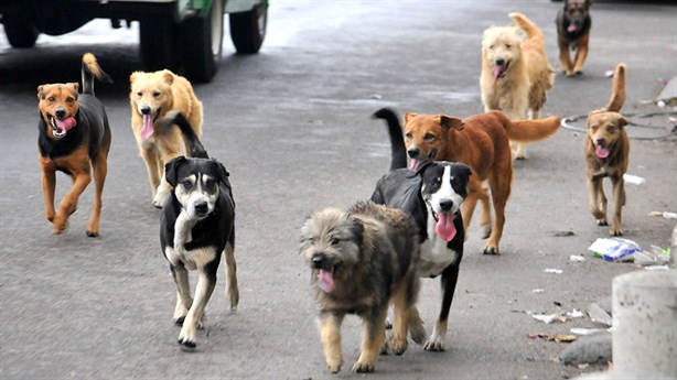 Perros peregrinos: ¿por qué se les llama así a los perros abandonados cada 12 de diciembre? 