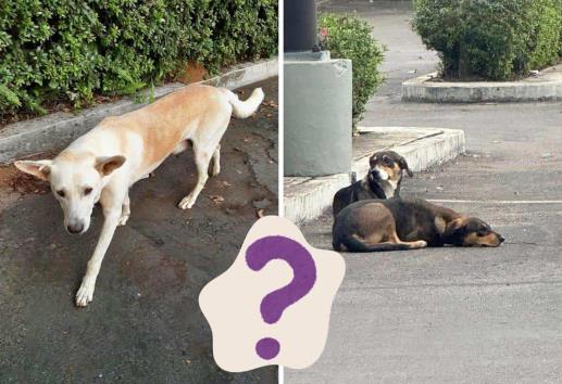 ¿Qué pasó con los perros que estaban en Costco Xalapa?