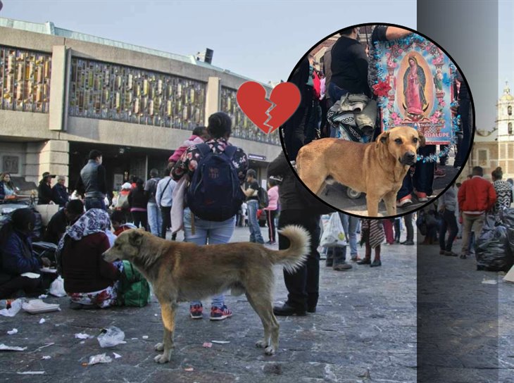 Perros peregrinos: ¿por qué se les llama así a los perros abandonados cada 12 de diciembre? 