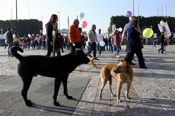 Perros peregrinos: ¿por qué se les llama así a los perros abandonados cada 12 de diciembre? 