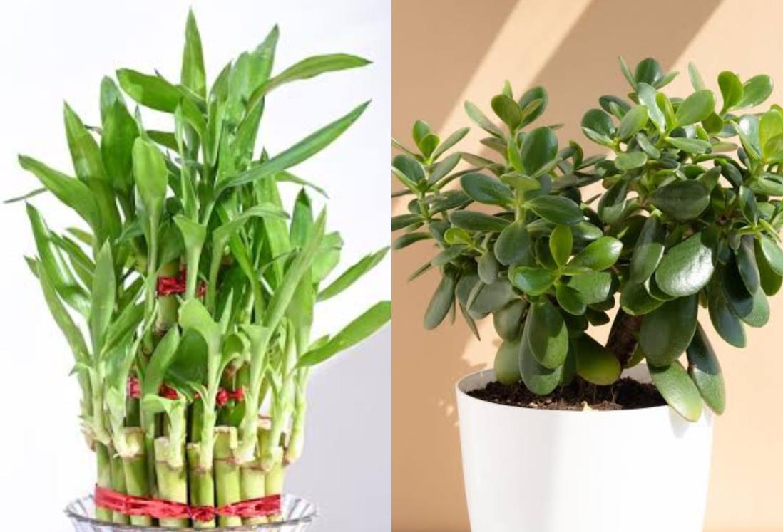 Plantas para atraer abundancia y prosperidad en tu hogar en 2025 | FOTOS