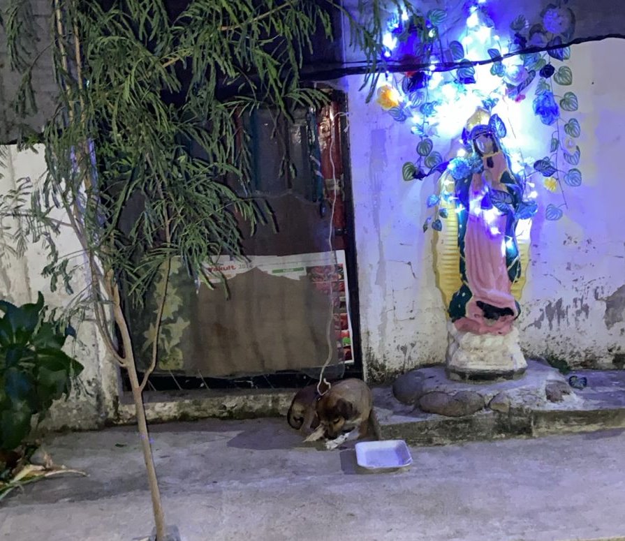 Crueldad animal: Captan a conductora arrastrando a una perrita con su moto en Ciudad Cardel