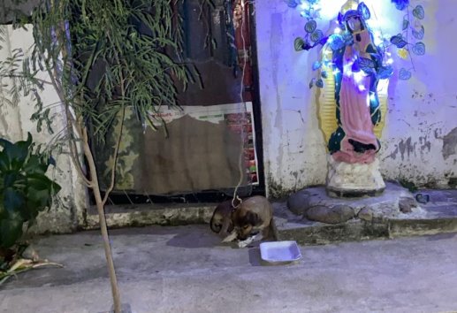 Crueldad animal: Captan a conductora arrastrando a una perrita con su moto en Ciudad Cardel