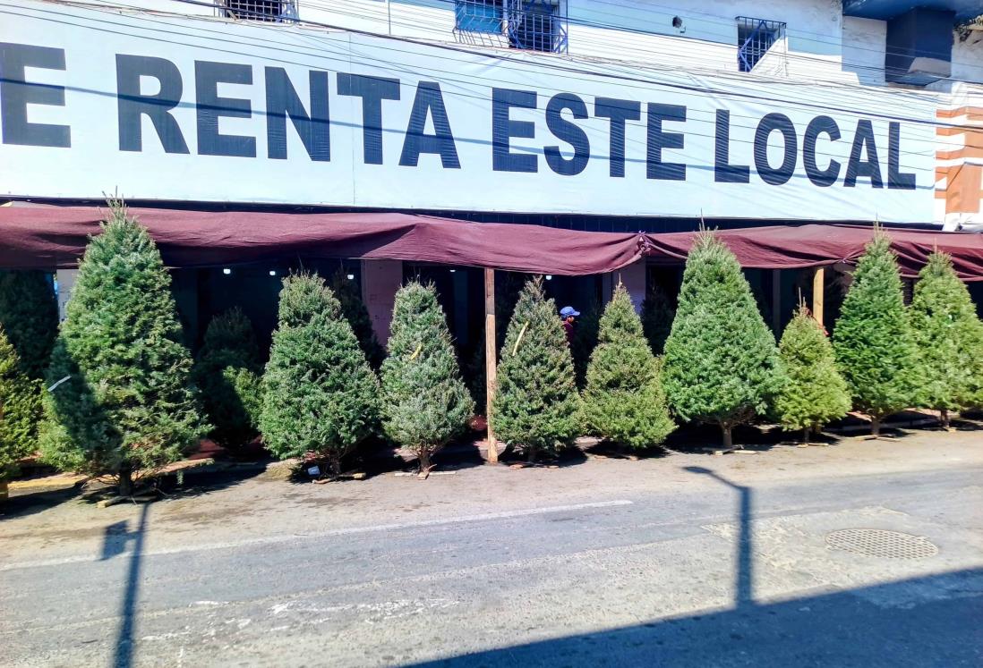 Reportan bajas ventas de pinos de Navidad en Veracruz