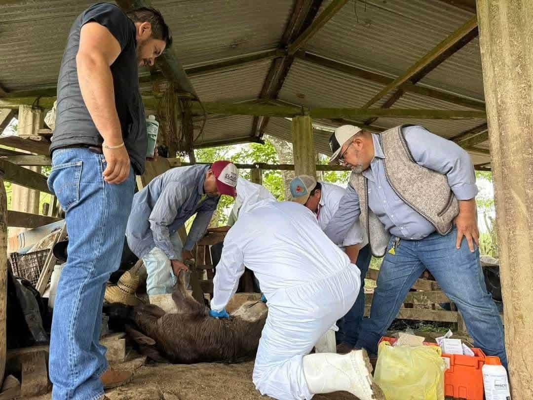 Sospecha de gusano barrenador moviliza a personal de sanidad a Sayula 
