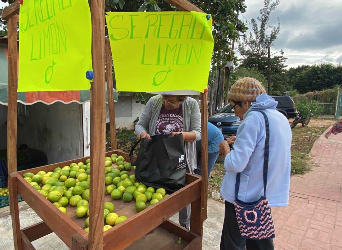 Productor de limones regala su cosecha ante baja del precio del cítrico | VIDEO