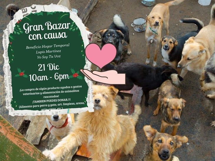 ¡Súmate a la causa! En Ixhuatlancillo, alistan bazar en apoyo a refugio de animales