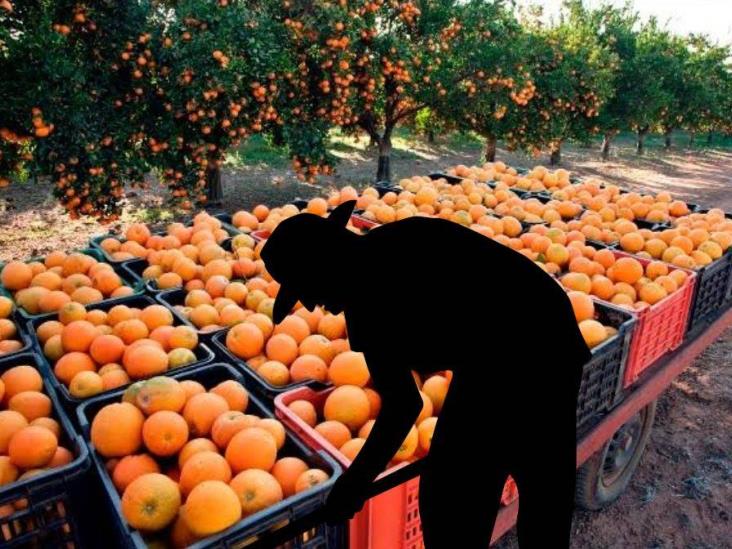 Naranjas importadas de Centroamérica, solución forzada de las jugueras veracruzanas ante sequía