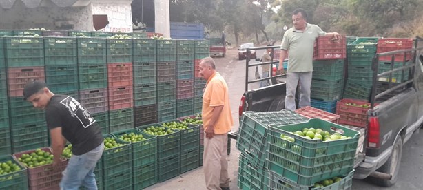 Precio del limón veracruzano repuntará: de la tormenta al mercado global, aseguran