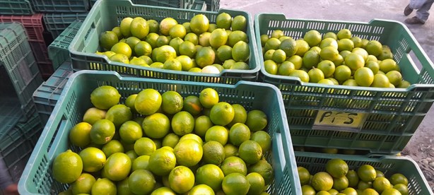 Precio del limón veracruzano repuntará: de la tormenta al mercado global, aseguran