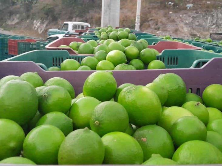 Precio del limón veracruzano repuntará: de la tormenta al mercado global, aseguran