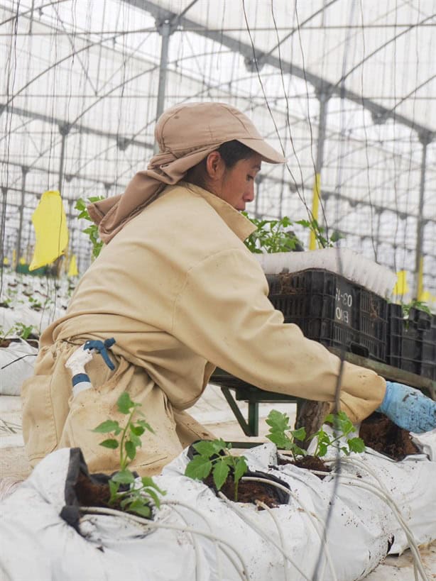 Veracruz fortalece la movilidad laboral agrícola hacia Estados Unidos