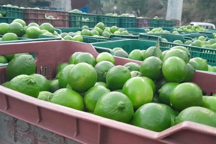 Limoneros de Veracruz insisten en crisis, ¡casi regalan su cosecha!