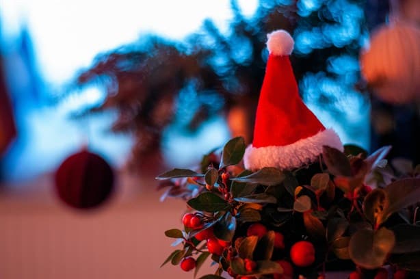 ¡Alerta! Plantas navideñas que pueden atraer a las chinches