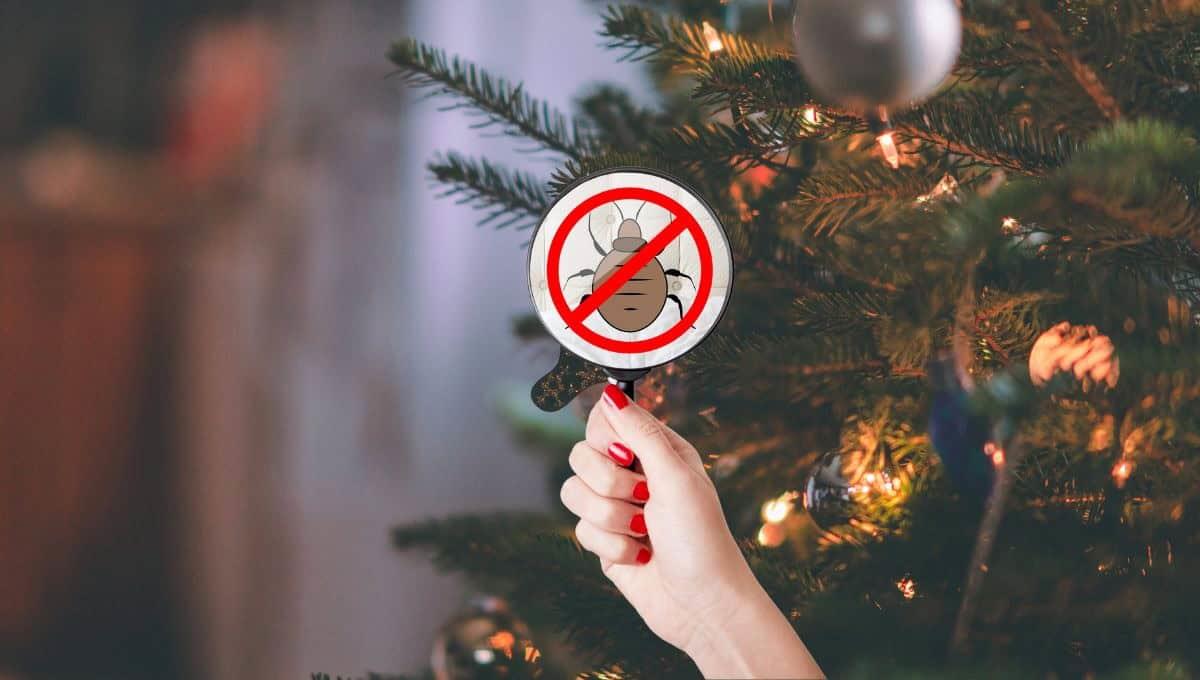 ¡Alerta! Plantas navideñas que pueden atraer a las chinches