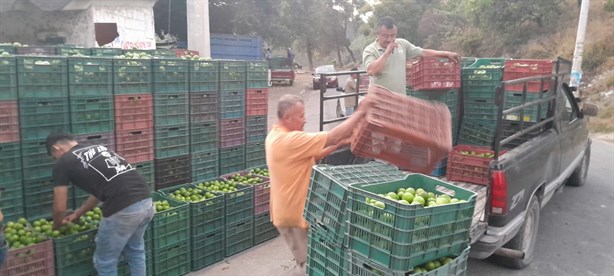 Limoneros de Veracruz insisten en crisis, ¡casi regalan su cosecha!