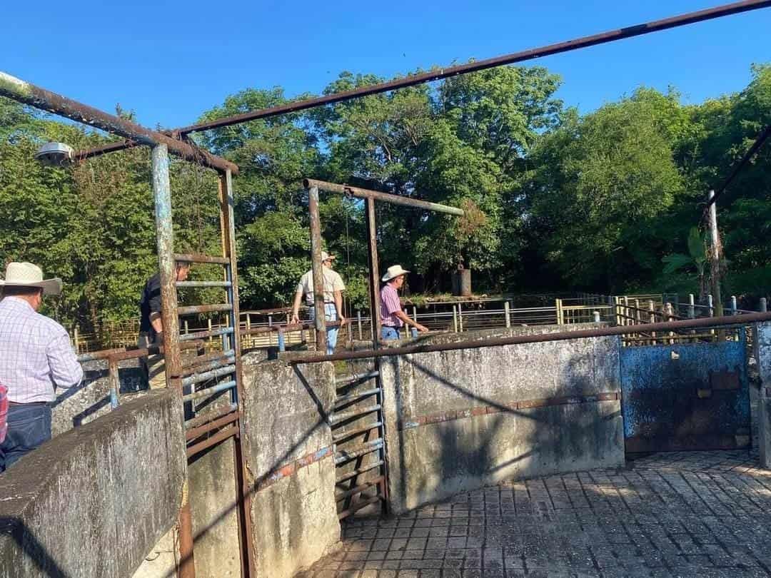 Gusano Barrenador: Ganaderos del sur de Veracruz celebran reapertura de la frontera