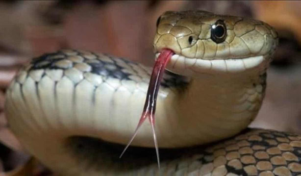 El hombre serpiente de Cunduacán: ¿De dónde surgió esta popular leyenda de Tabasco?