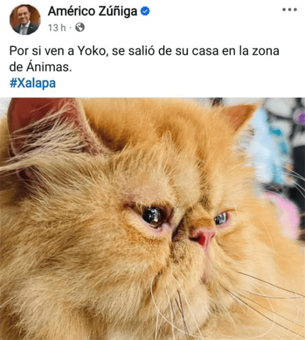 ¡Que suerte! localizan a Yoko, gato persa de Américo Zúñiga, desaparecido en Xalapa 