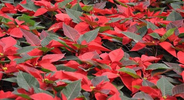 ¿Cuánto cuesta la flor de Nochebuena en mercados de Veracruz?