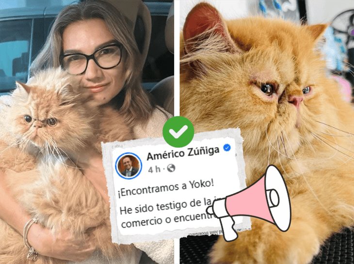 ¡Que suerte! localizan a Yoko, gato persa de Américo Zúñiga, desaparecido en Xalapa 