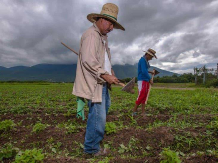 Más de 176 mil productores de 7 estados empezarán a recibir pago Producción para el Bienestar