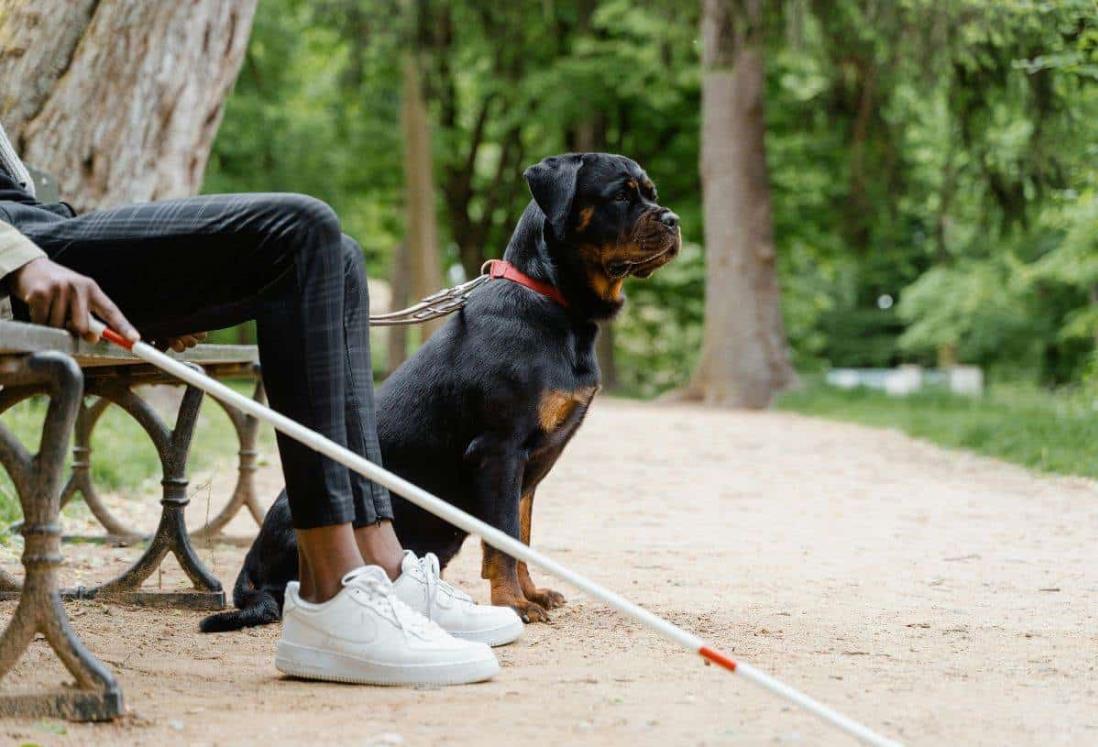 ¿Les pueden prohibir el acceso a perros guía en establecimientos? Esto dice la ley