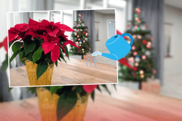 Flores de nochebuena: ¿cuál es la forma correcta de cuidar estas plantas? 