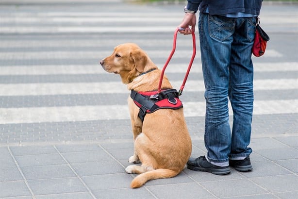 Perros guía: ¿te pueden negar la entrada a un lugar si llevas uno?, esto dice la ley en México 