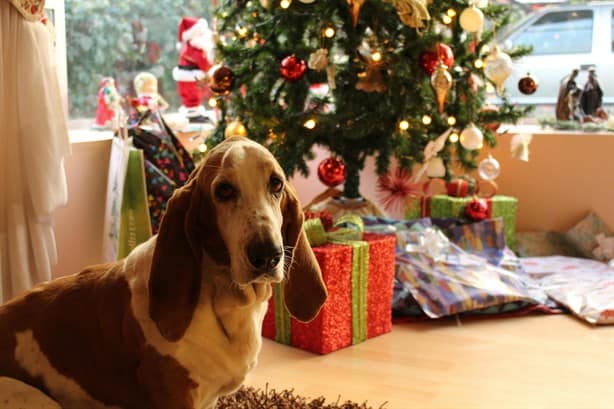 Estos son los adornos de Navidad que son peligrosos para tus perros