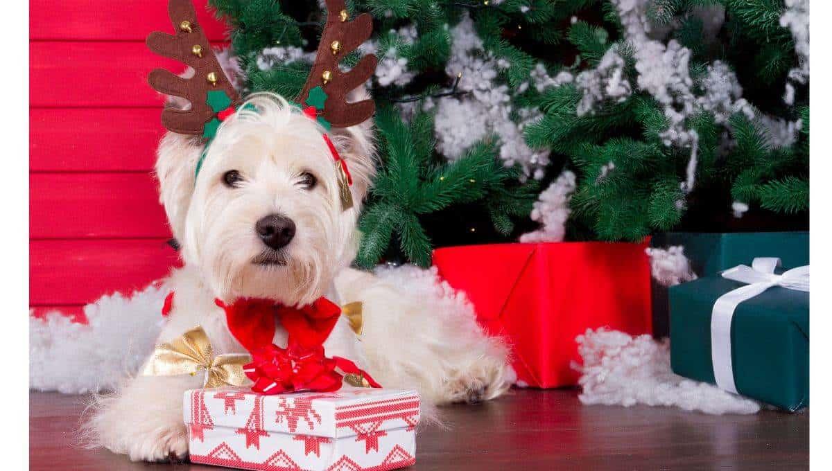 Estos son los adornos de Navidad que son peligrosos para tus perros