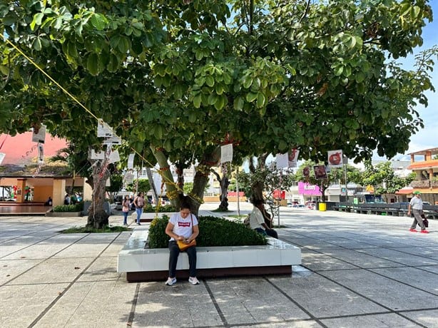 Colectivo instala en Coatzacoalcos el "Árbol de la esperanza", con fichas de desaparecidos | VIDEO