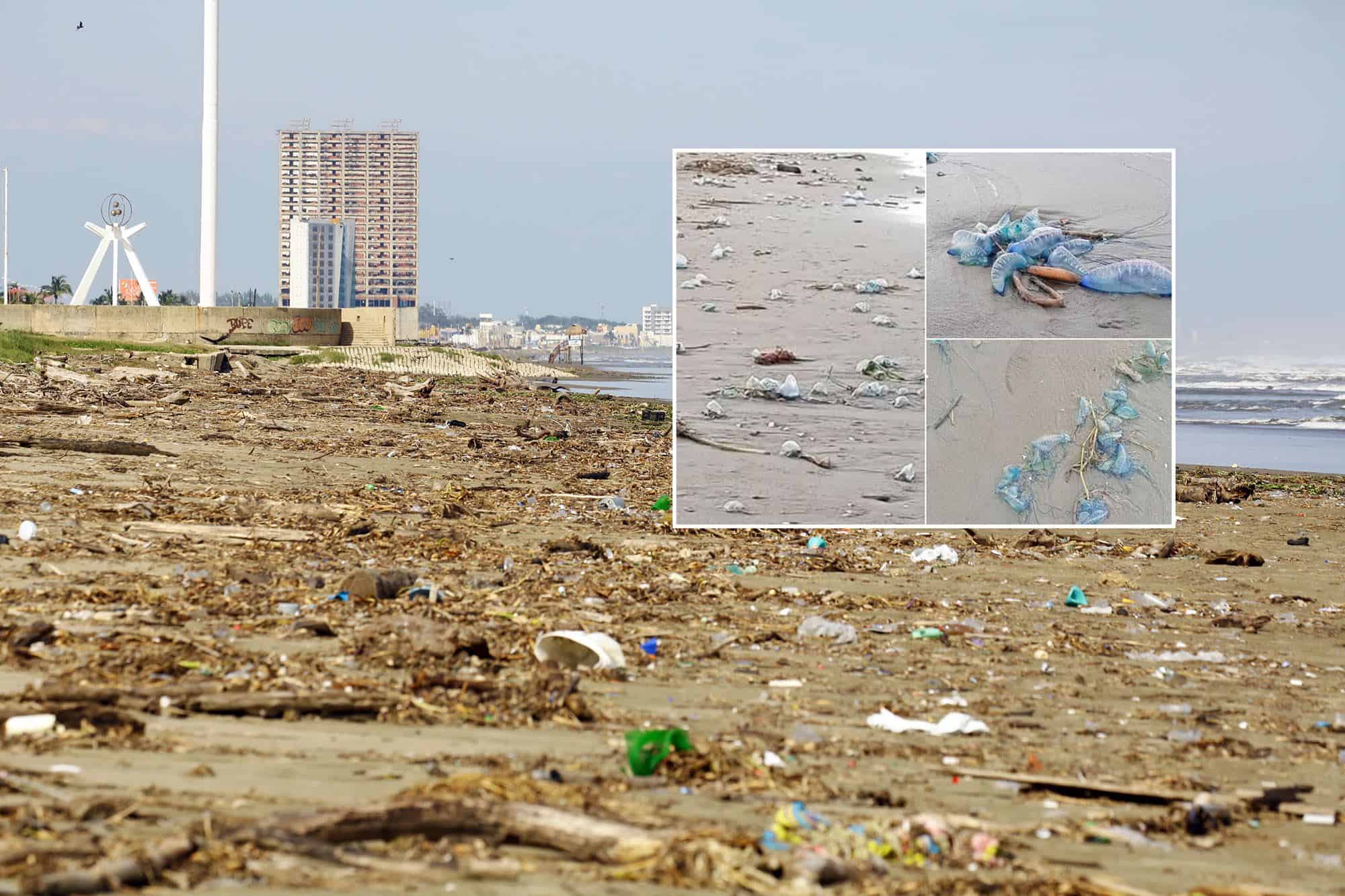 Medusas sin vida recalan en playas de Coatzacoalcos ¿son riesgosas?