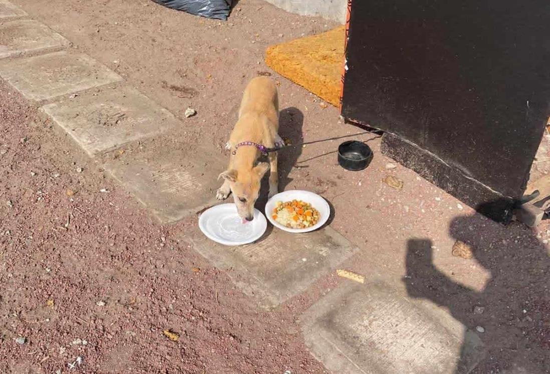 Realizan caravana para dar comida a animales abandonados de Veracruz