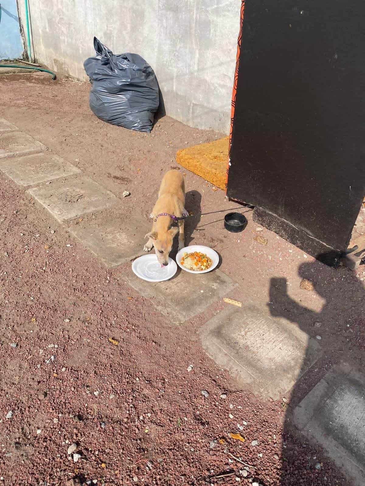 Realizan caravana para dar comida a animales abandonados de Veracruz