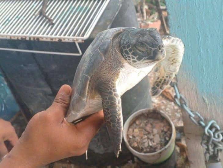 Recala tortuga muerta por asfixia con restos de plástico en playas de Coatzacoalcos