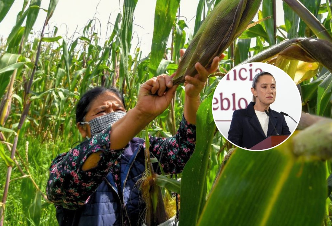 Conservar el maíz no transgénico en México es lo que queremos incluir en la constitución: Claudia Sheinbaum