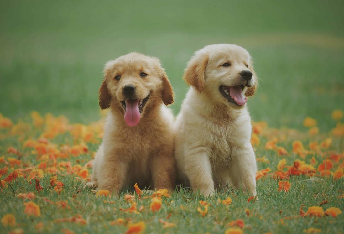 ¿Por qué no regalar mascotas en Navidad? Mejor considera estas opciones