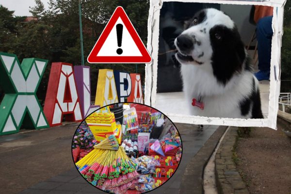 ¿Lo has visto? Buscan a Rocket, perrito víctima de negligencia y pirotecnia en Xalapa