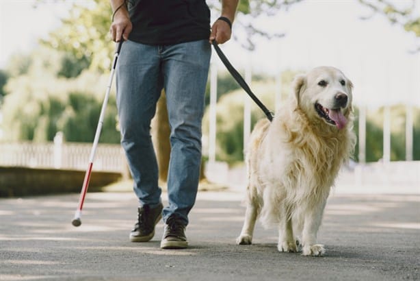 ¿Qué hacer si le niegan la entrada a tu perro guía en un  establecimiento en México?