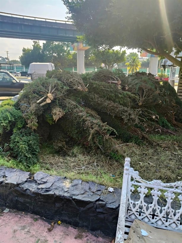 Pinos de Navidad amanecen tirados en Poza Rica; no logaron venderlos 